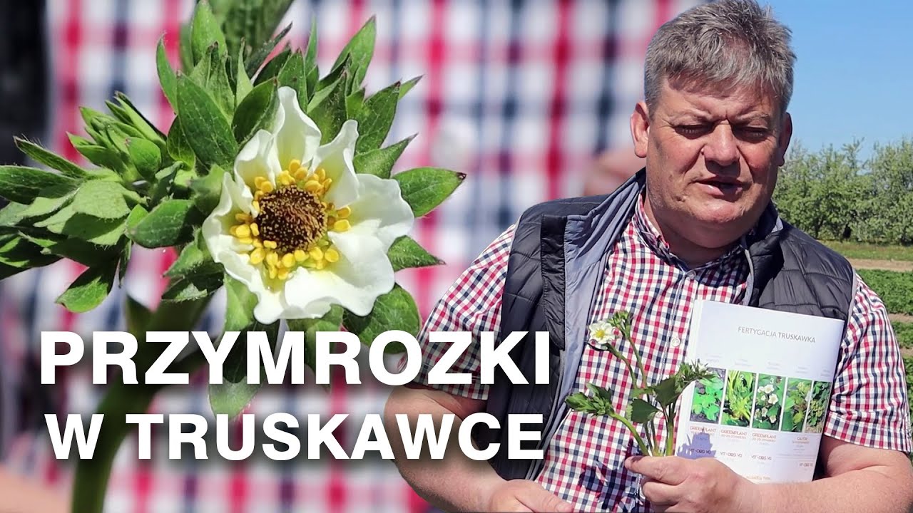 Wzmocnienie truskawek po przymrozkach - Zbyszek Marek