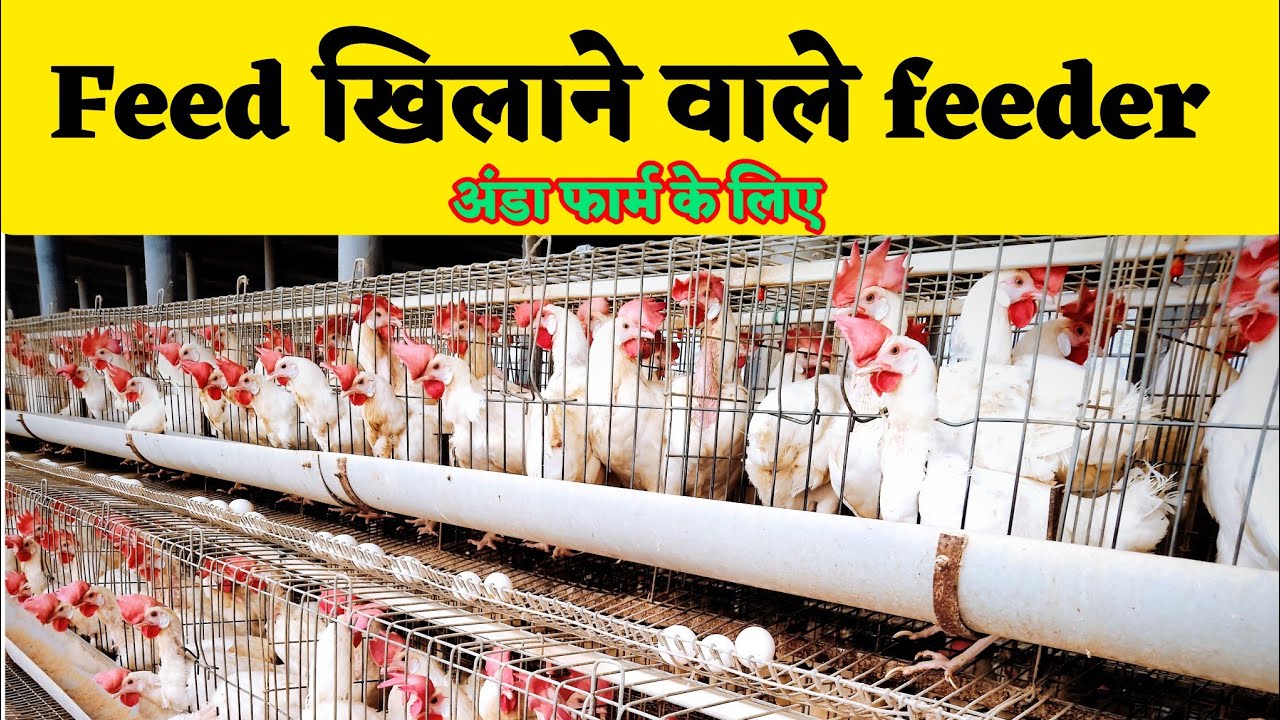 Layer फार्म feed और feeder पर बहुत ज्यादा depended रहता है बिना मुर्गे के अंडा देती है ये मुर्गी|