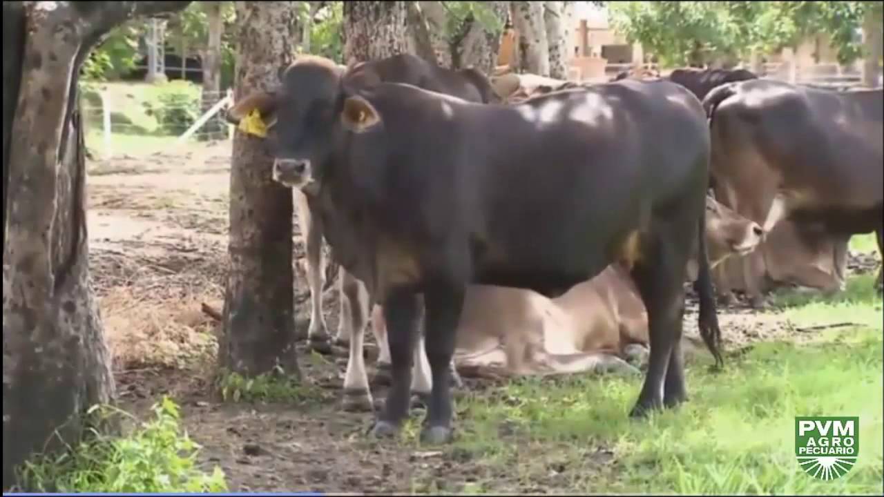 LA FINCA DE HOY BRAHMAN POR PARDO SUIZO