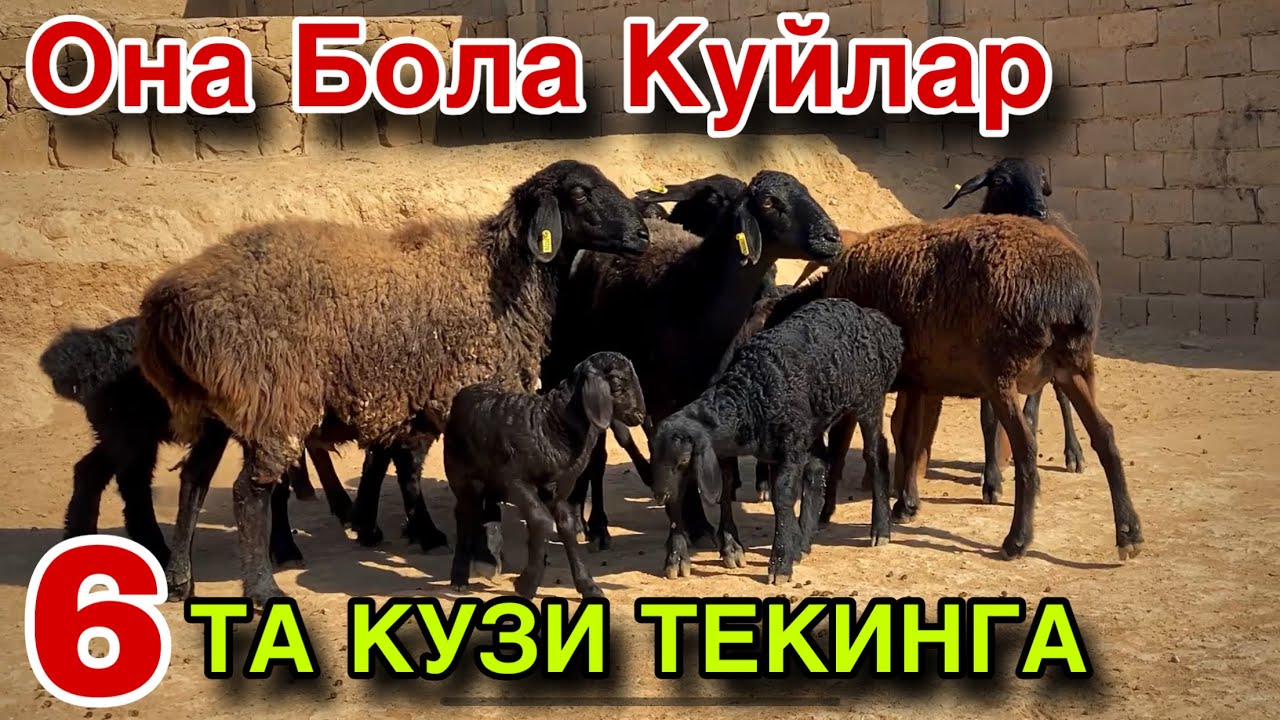 ПУЛИ АРЗОН КУЙ НАРХЛАРИ! ЕНДИ ОЛСАК БУЛАДИ! 