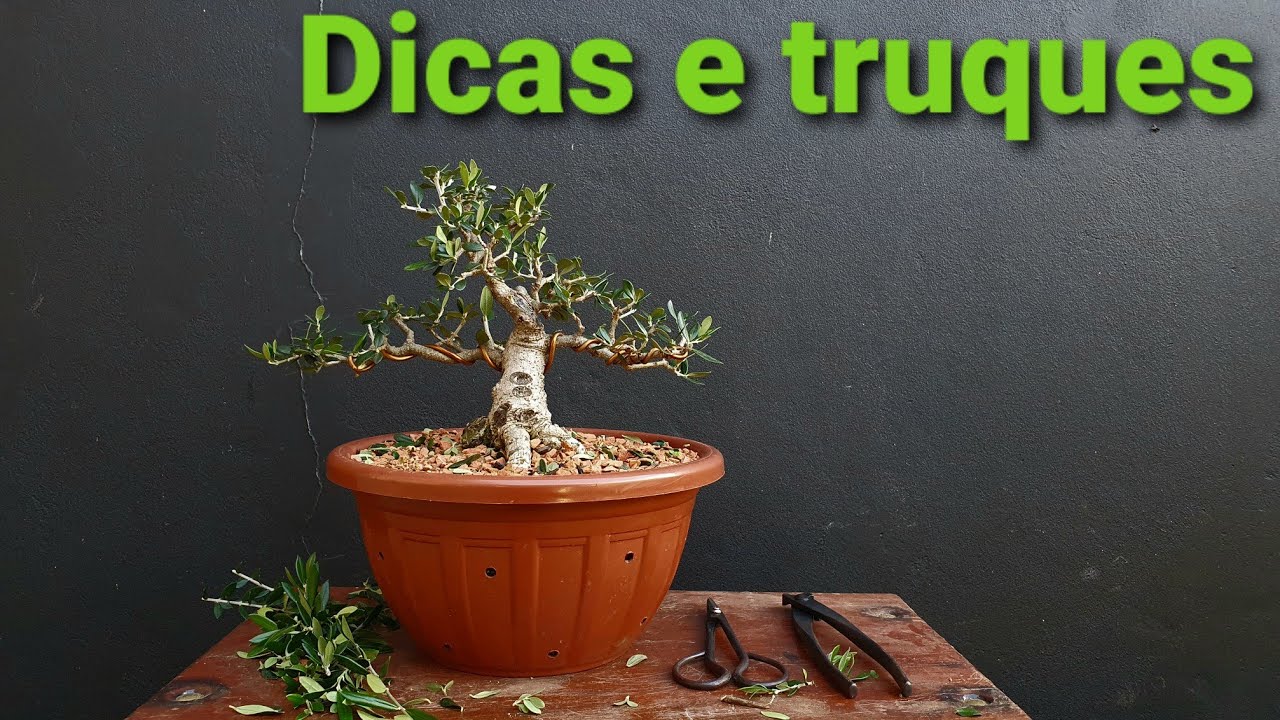 Oliveira - Distribuição de Energia no Crescimento