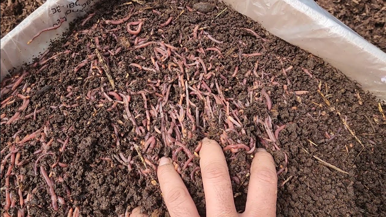 Биогумус ёки Компос.Кайси Бири Кучли?
