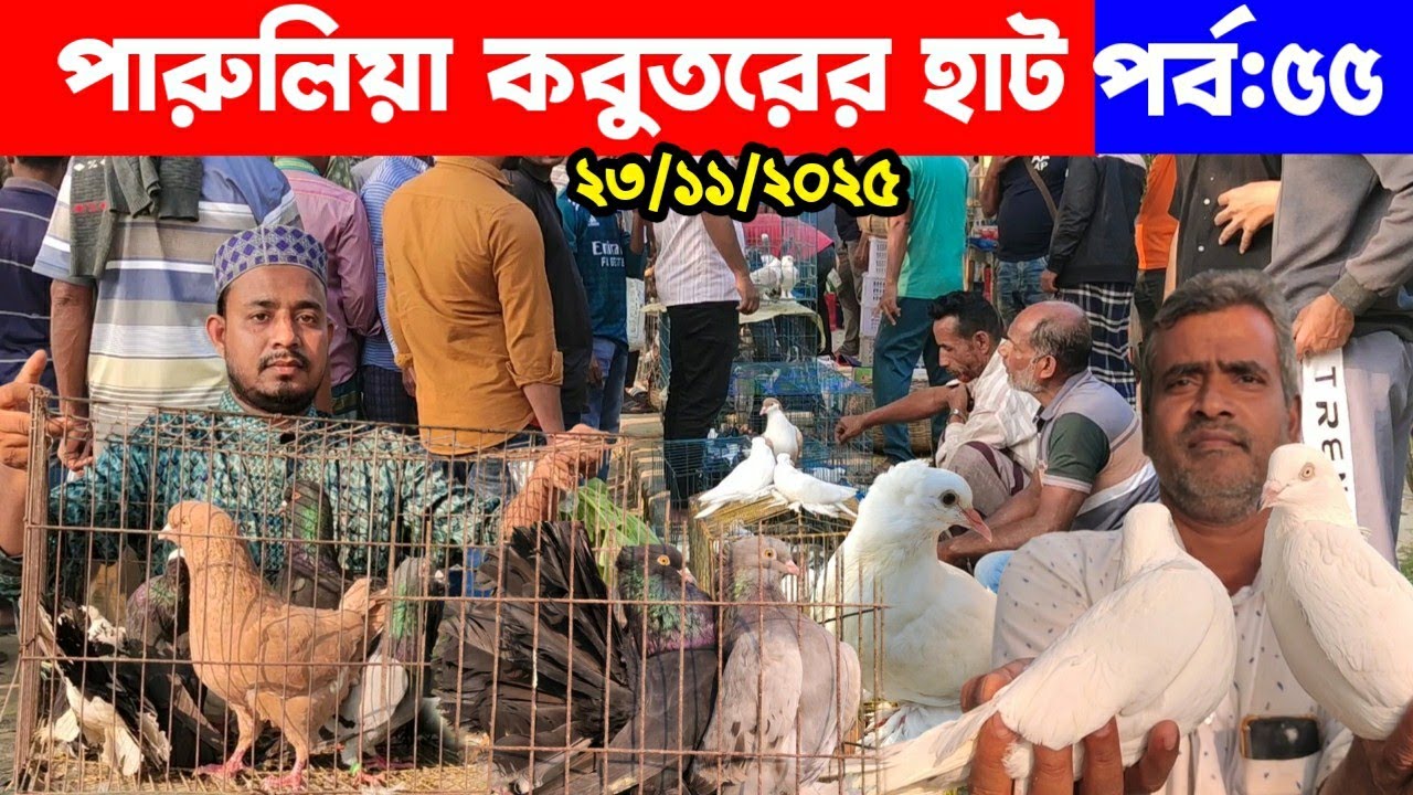 মাত্র ৫০০ টাকায় লক্ষা কবুতর | পারুলিয়া কবুতরের হাট | kobutor hat 2025 | pigeon price in bangaldesh