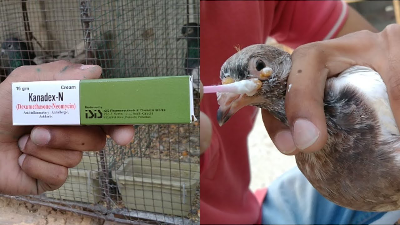 Kabootron Ke Zeherbad Ka ilaj Pigeon Pox Treatment in Urdu/Hindi.