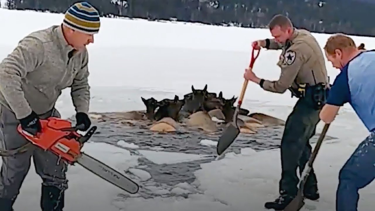 Locals Rush To The Rescue Of Animals Frozen In Lake!
