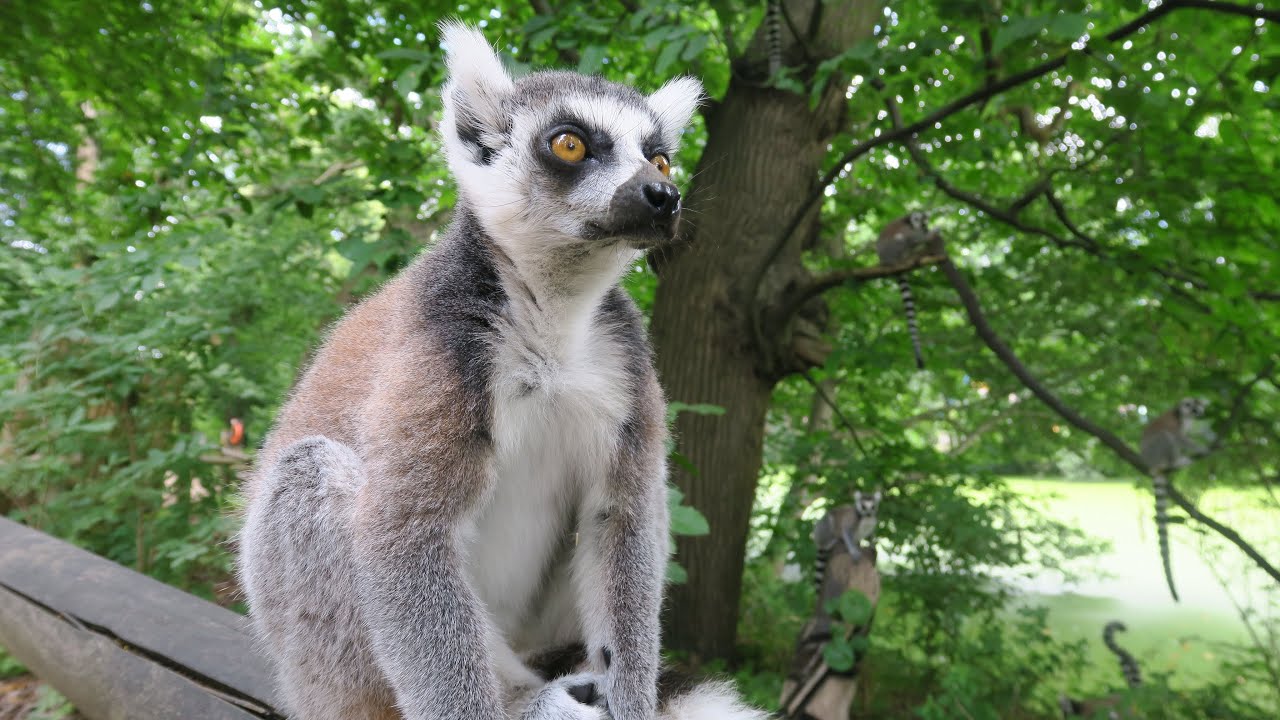 Lemurs at West Midlands Safari Park 
