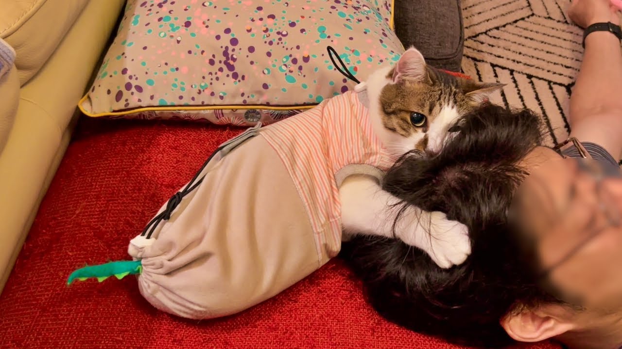 超甘えん坊な猫が初対面の人に見せる反応は…？【猫と実家暮らし、そしてエースを心配するおむすびさん】