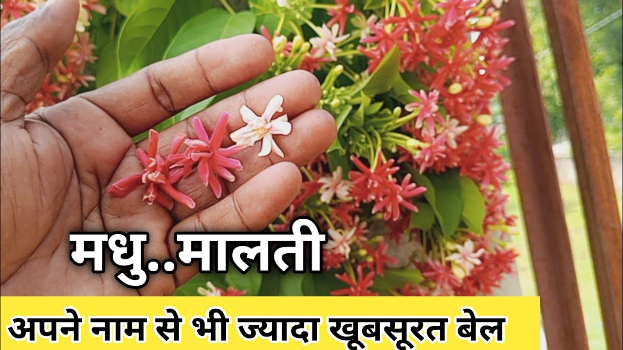 How To Grow & Prapogate Rangun Creaper With Easy Care Tips। Master Mali 