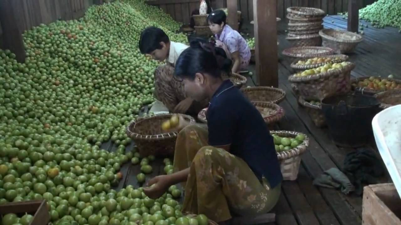 Inle Lake and the floating gardens - it's all about tomatoes