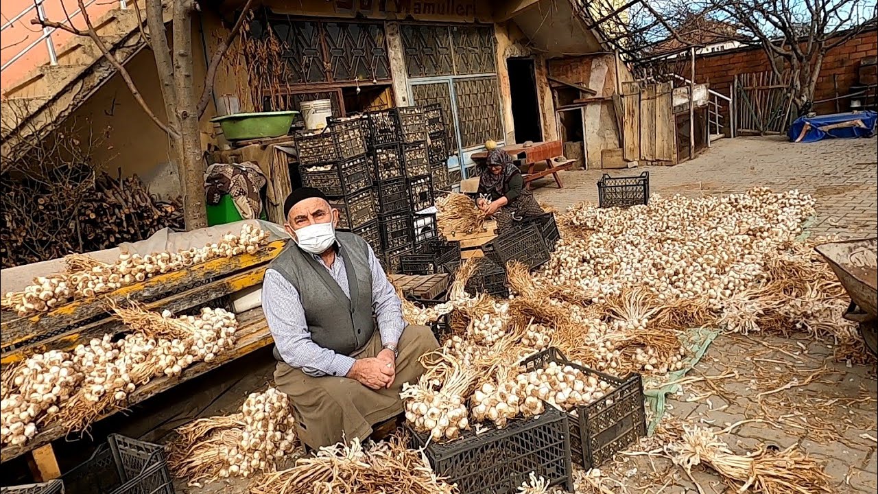 BUGÜNDE SARIMSAKLARI  DİŞLEMEYE  GİTTİK   DOLU DOLU BİR GÜN KÖYDE YAŞAM GÜNLÜK VLOG