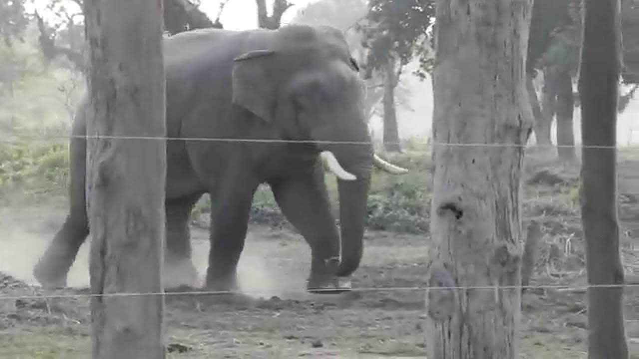 Renaldo, dominant wild bull elephant in Chitwan National Park, Nepal