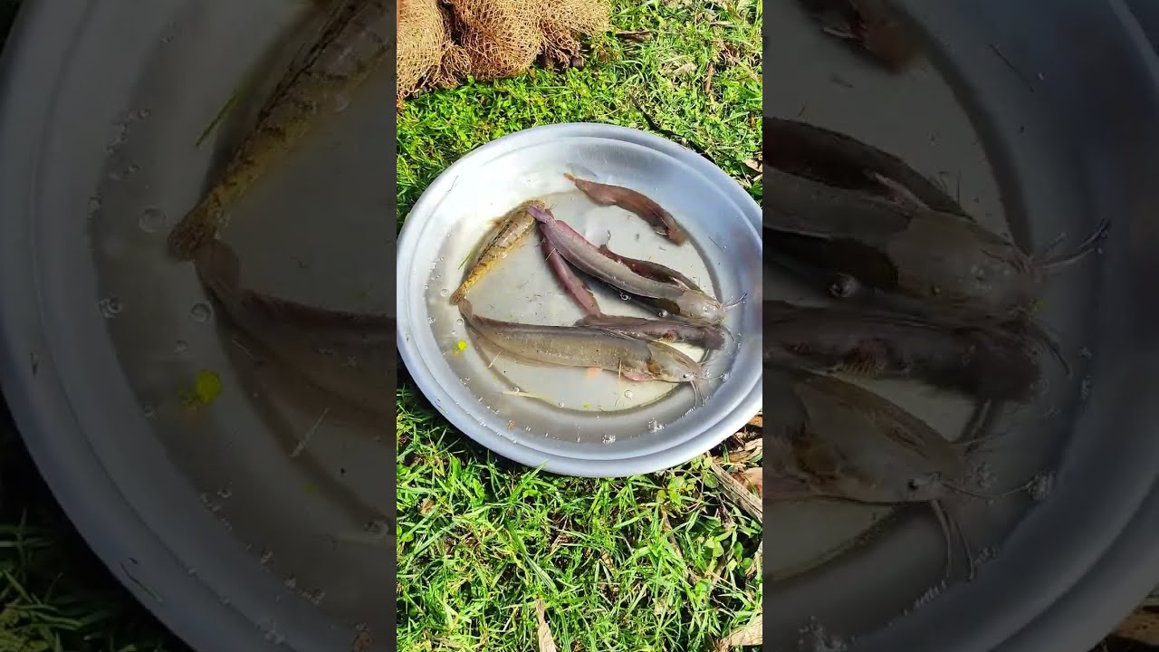 Best Net Fishing Videos in Village Pond - Amazing Net Fishing Skills - Old Fisherman Catch Fish