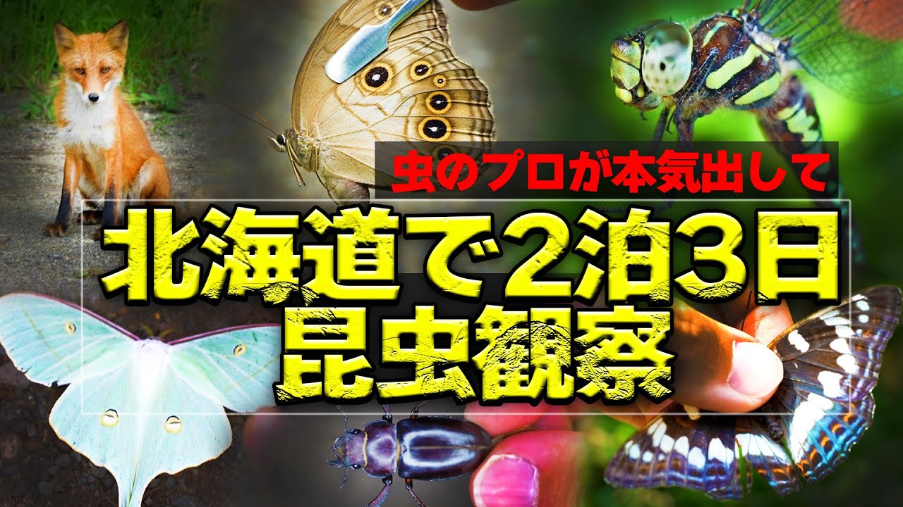 【2泊3日】虫プロが北海道で本気の昆虫観察したら…