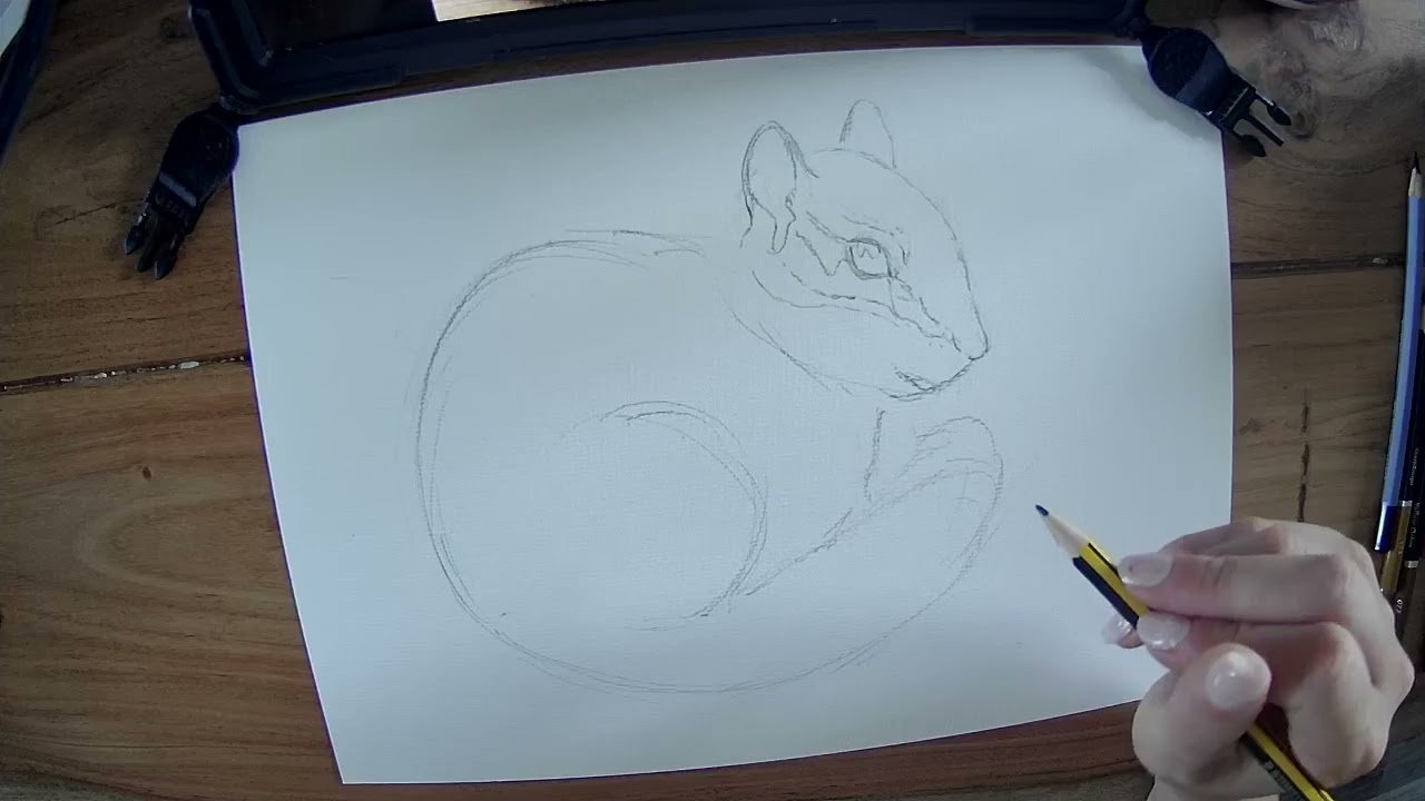 Drawalong with Pip - RODENTS - Chipmunk