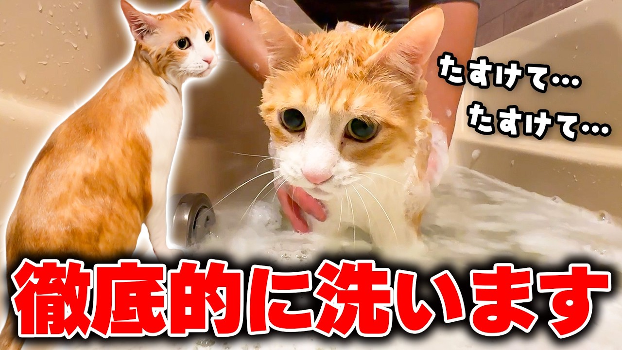ロビン、ついに丸洗い。
