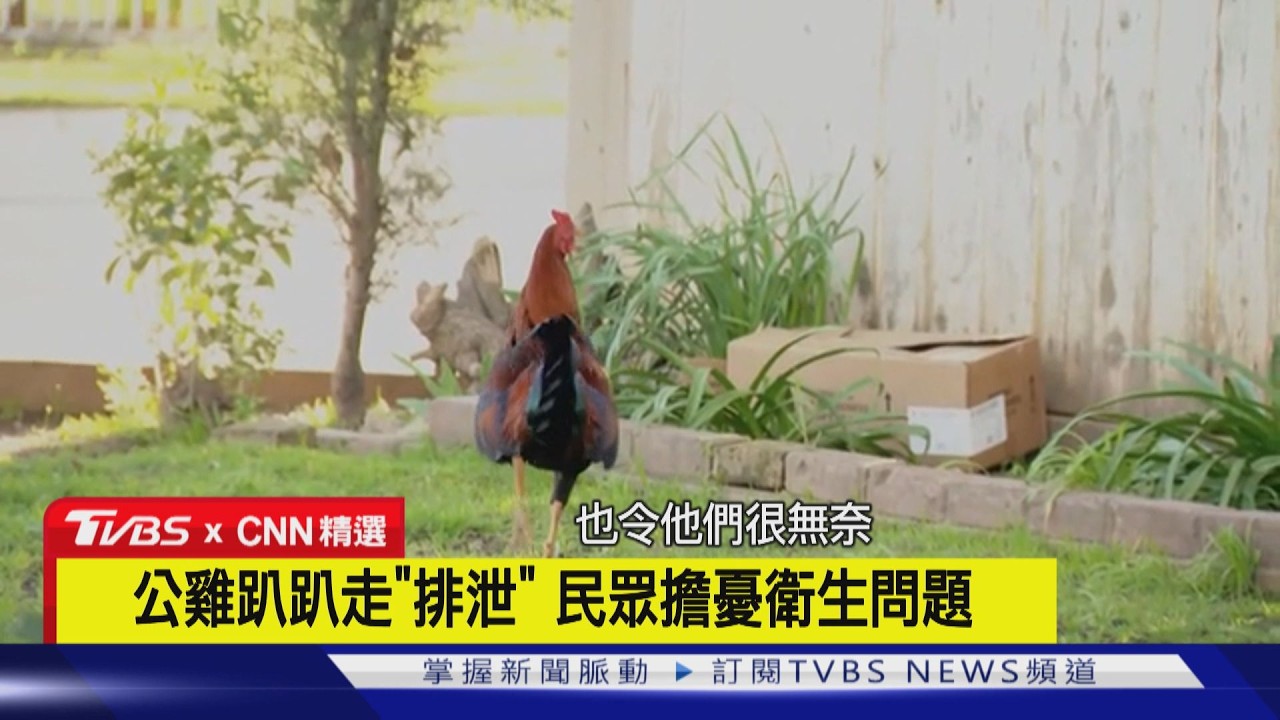 【CNN精選】凌晨2點「咕咕咕」! 百隻公雞入侵加州 社區淪噪音地獄｜TVBS新聞網 @tvbsnews24live