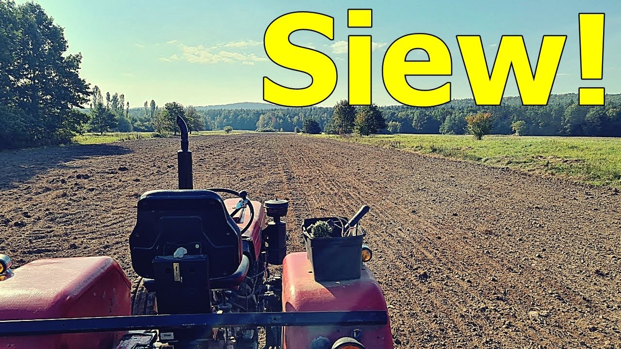 Siewy Pszenżyta ! - Amazone D4 z Ursusem C330 w akcji!
