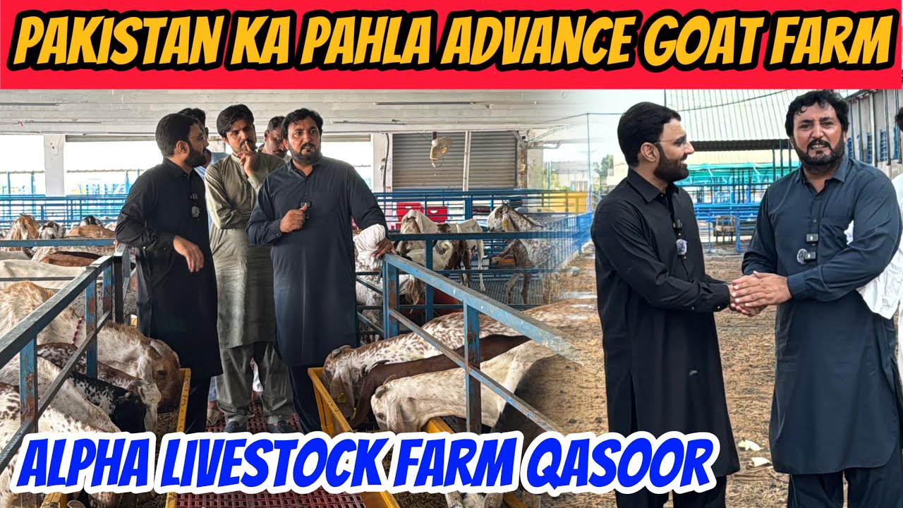 Pakistan ka pehla advance goat farm | Alpha livestock farm Qasoor