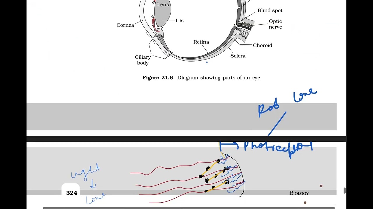 EYE,Rods,Cones,photoreceptor layer,  bipolar cell layer, and  ganglion cell layer-RETINA