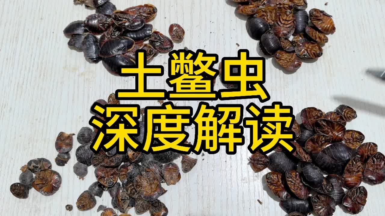 土鳖虫（土元）深度解读 教你一些你能用到的知识