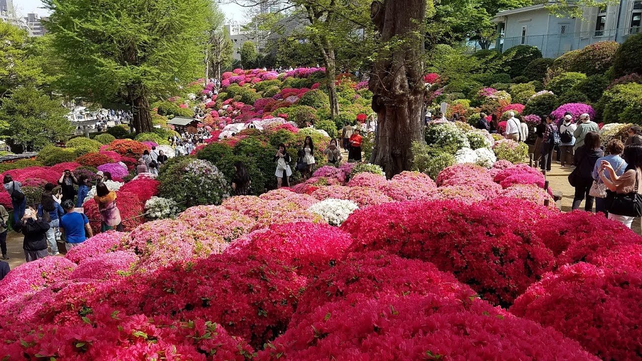根津神社つつじ苑2025 04 18