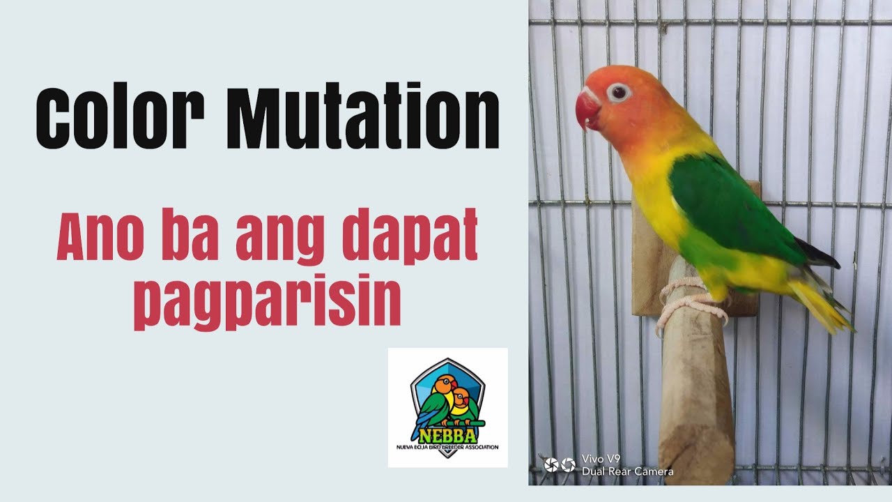 Color Mutation 