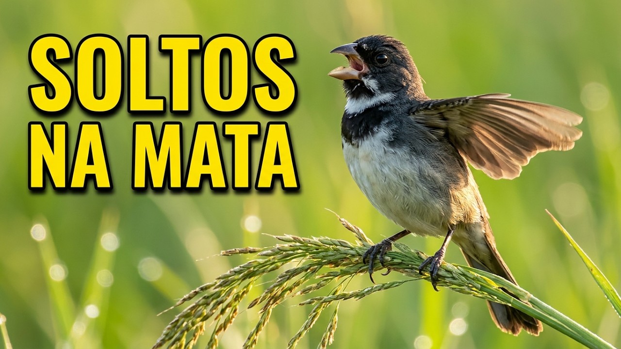 Papa capim, coleiros, tiziu pássaros soltos livres na natureza!!!