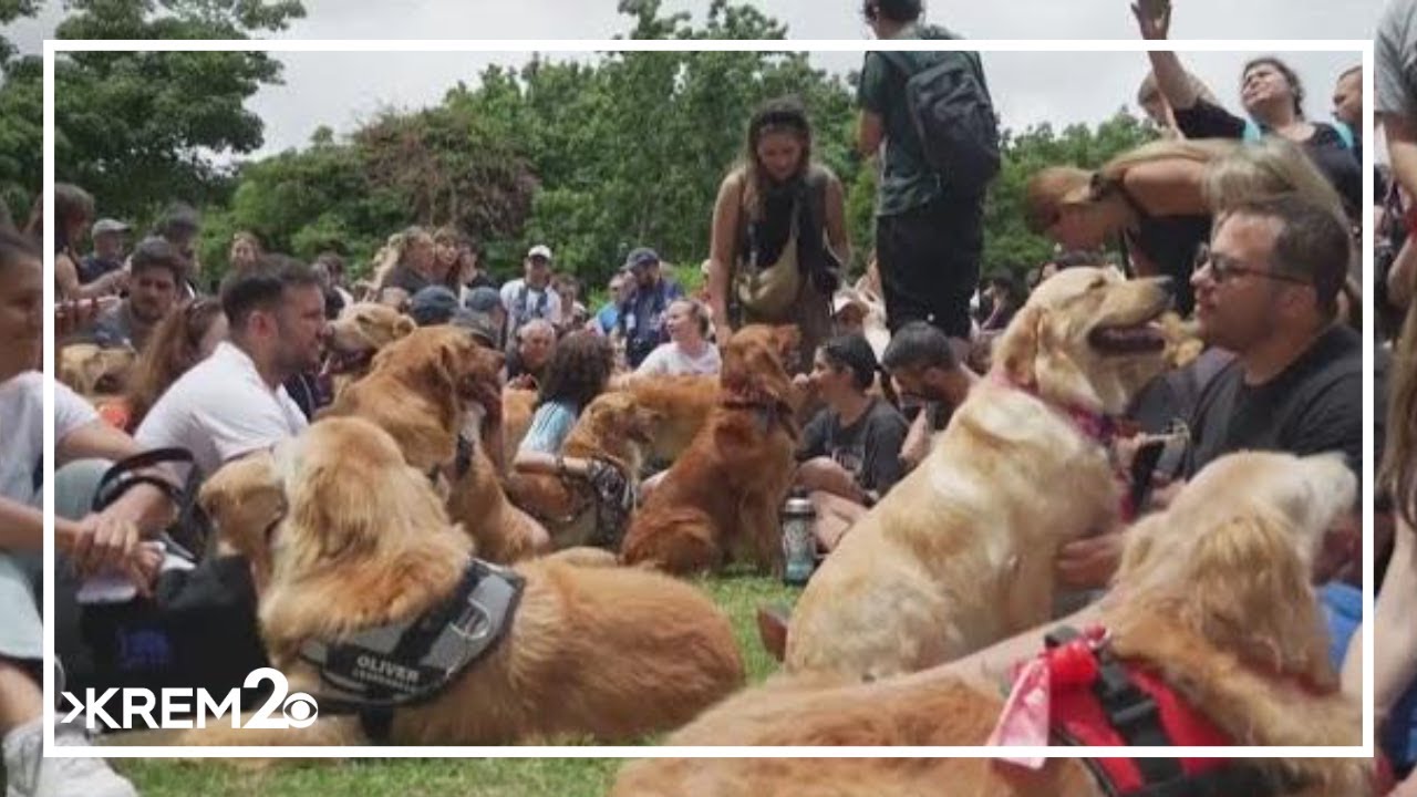 World record golden retriever meet up takes place in Argentina