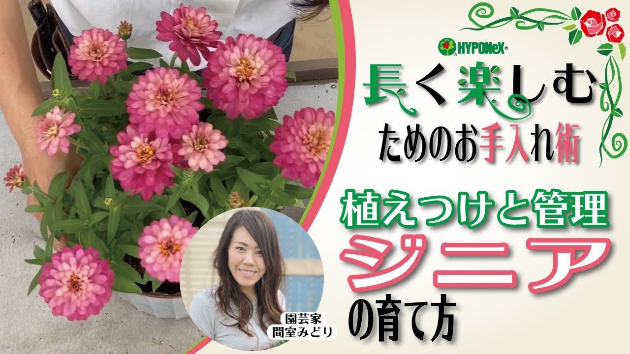 🌸21:ジニアの育て方　長く楽しむための植えつけと管理