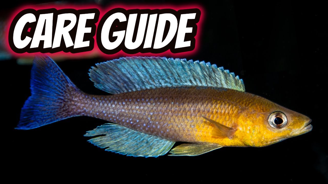 Cyprichromis Leptosoma:  A Peaceful African Cichlid