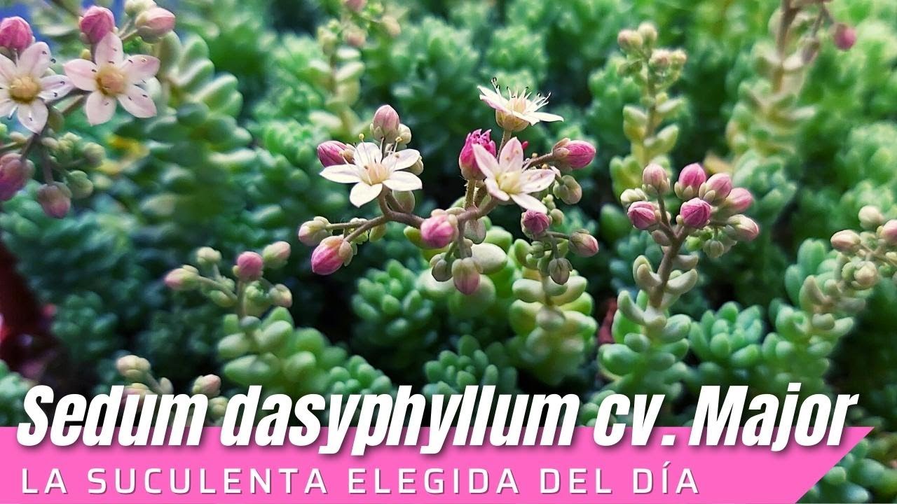Sedum dasyphyllum  Major #LaSuculentaElegidadelDía