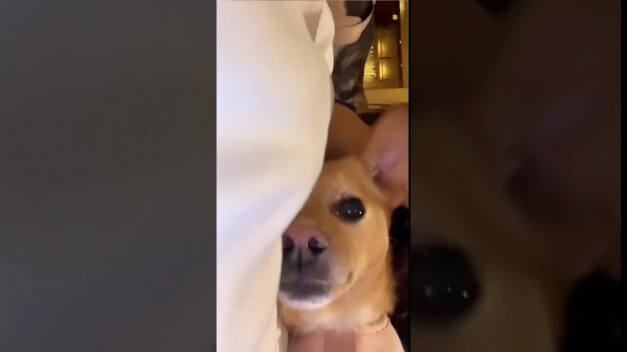 Ariana grande with toulouse and myron