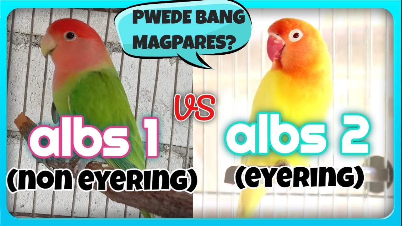 DIFFERENCE OF ALBS1 & ALBS2 LOVEBIRDS - Paano Malalaman ALBS 1 VS ALBS 2 - Pwede Bang Magpares?