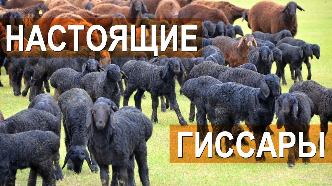 Настоящие гиссары! Гиссарские овцы племенного кооператива 