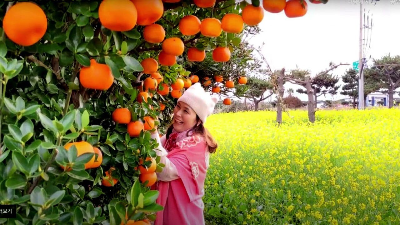 외나무 다리 (최무룡)
