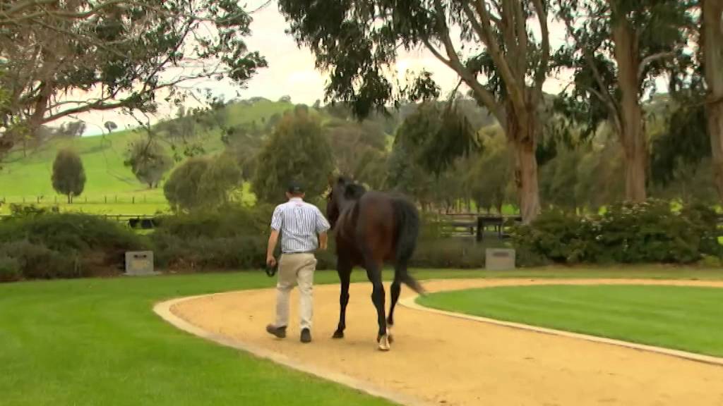 Blue Gum Farm Feature on TVN Foal to Favourites