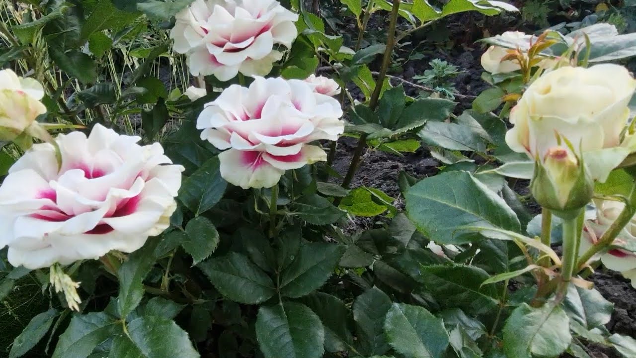 Троянди.Продовження прогулянки вуличними клумбами.