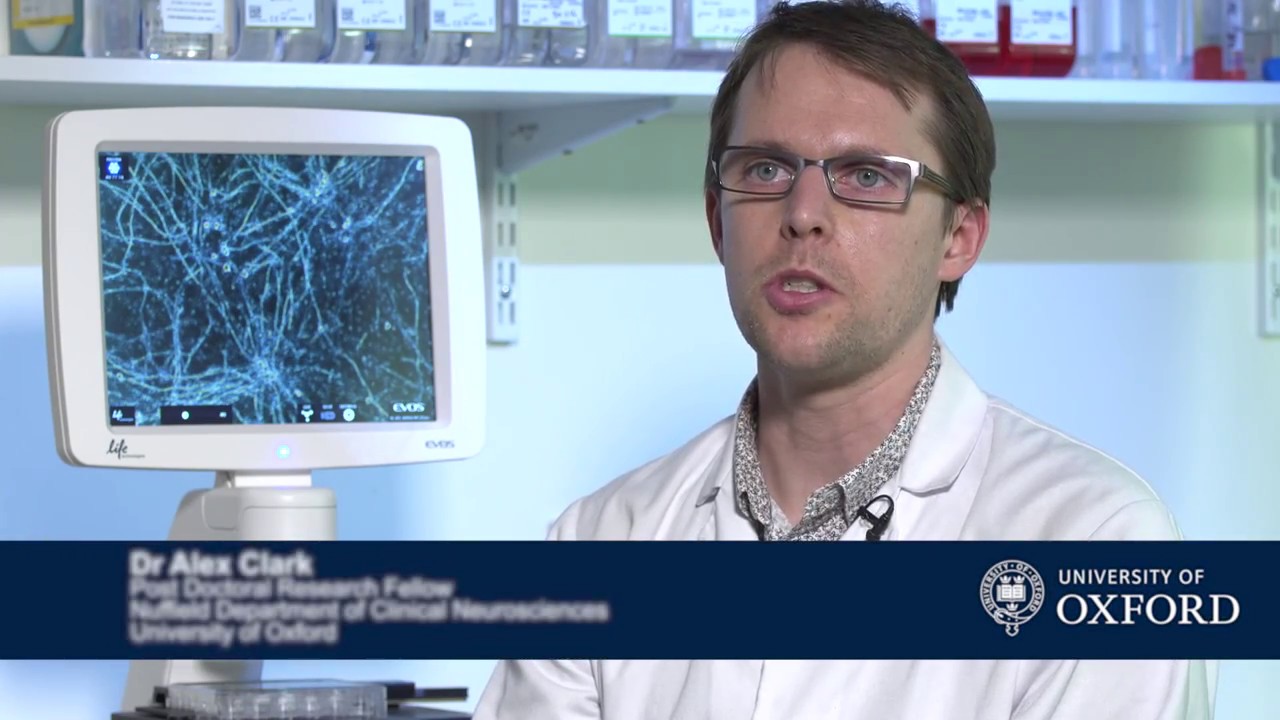 Generating human sensory neurons from induced pluripotent stem cells