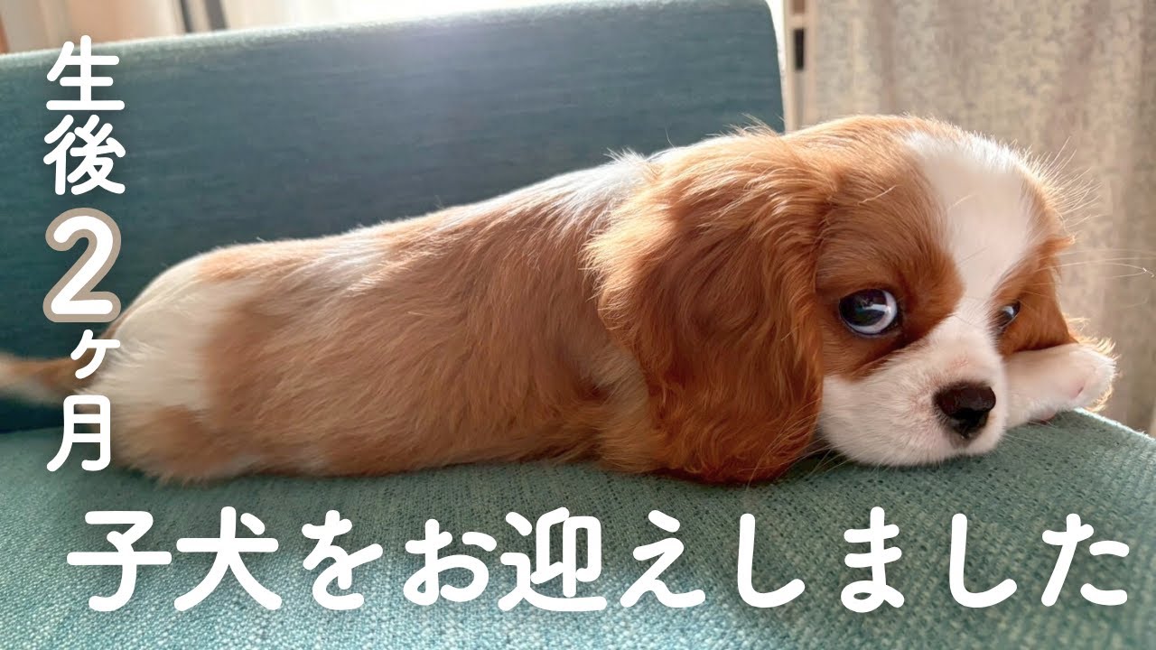 【キャバリア子犬】お迎えして1ヶ月の備忘録