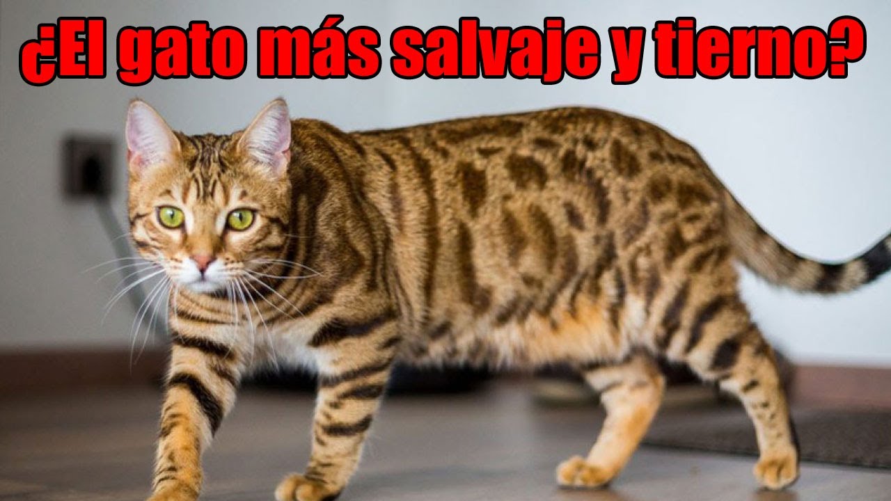 Gato Bengalí: TODO lo que Necesitas Saber sobre este Mini Leopardo Doméstico