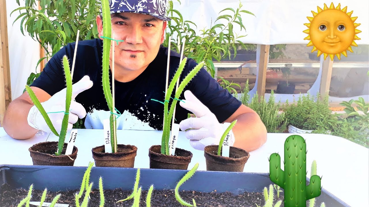 200 DIAS DESPUES de germinar SEMILLAS DE PITAHAYA  [DRAGON FRUIT] 🌵