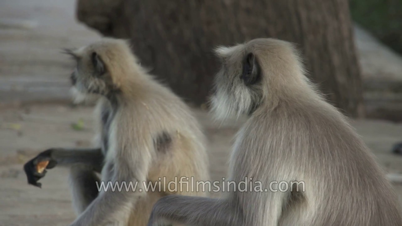 Langurs eat daintily at Mandore in Jodhpur - far nicer than macaques