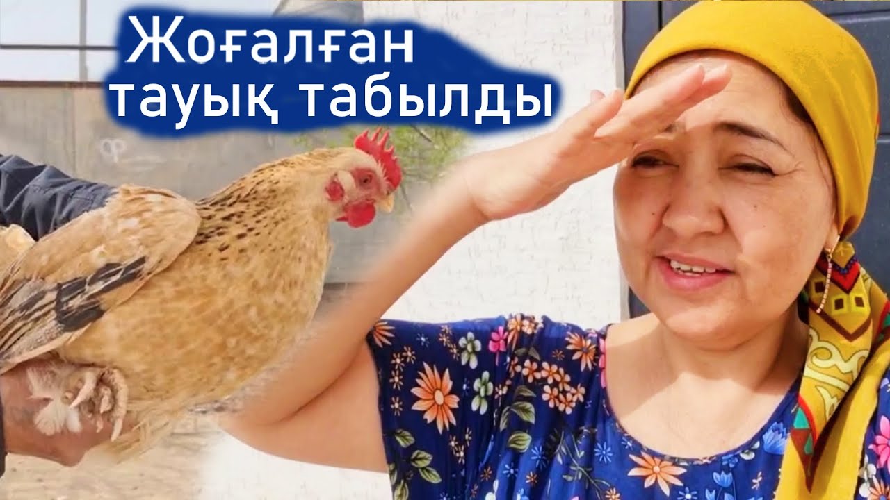 Vlog. Жоғалған тауық табылды. Балапандар өсіп жатыр