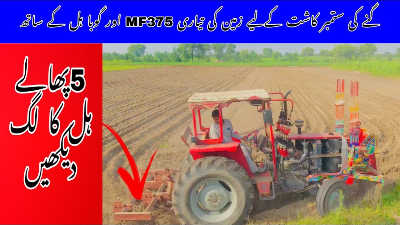 MF375 Tractor Performance with 5 tine Chisel to Prepare Fields for September Sugercane