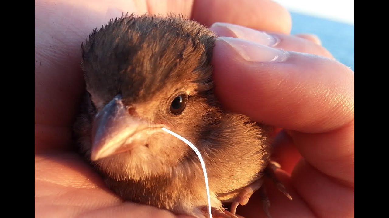 uccellino liberato da un filo da pesca - primo soccorso veterinario- Zelinotti Luca