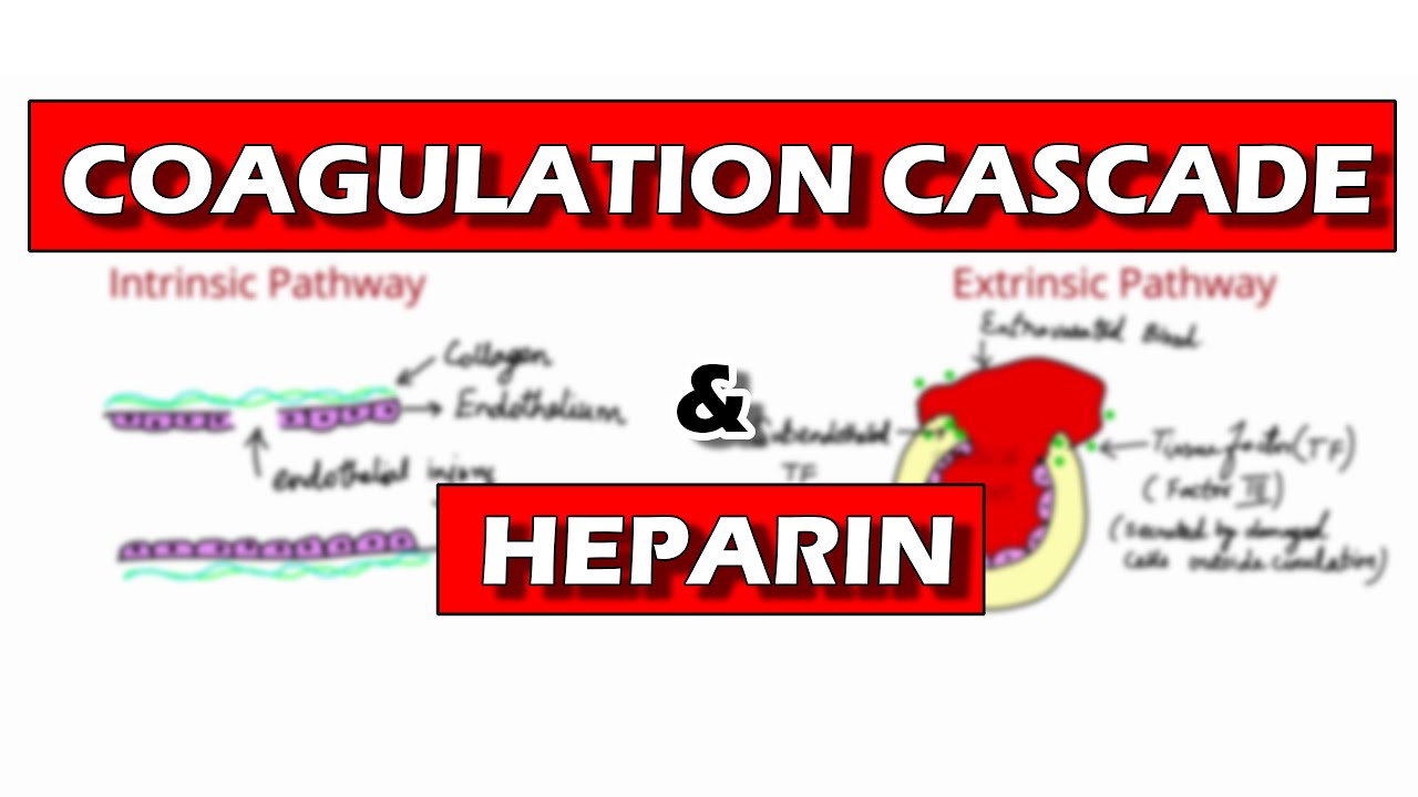 Coagulation Pathway and Mechanism of Action of Heparin