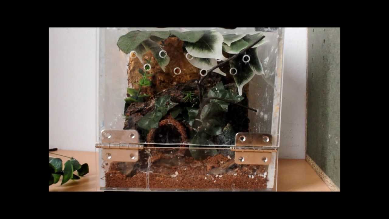 Transfer VIDEO, Correlophus ciliatus / GEKON ORZĘSIONY - z komentarzem.