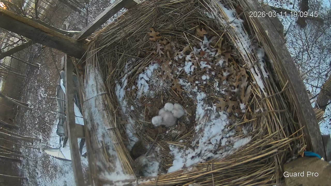 Great Horned Owl Nest 2026 #21