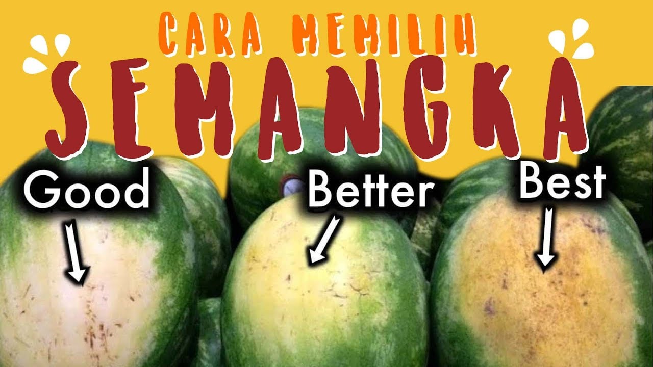 Inilah Cara Memilih Semangka Yang Manis | Pilih Semangka Yang Layak Di Konsumsi