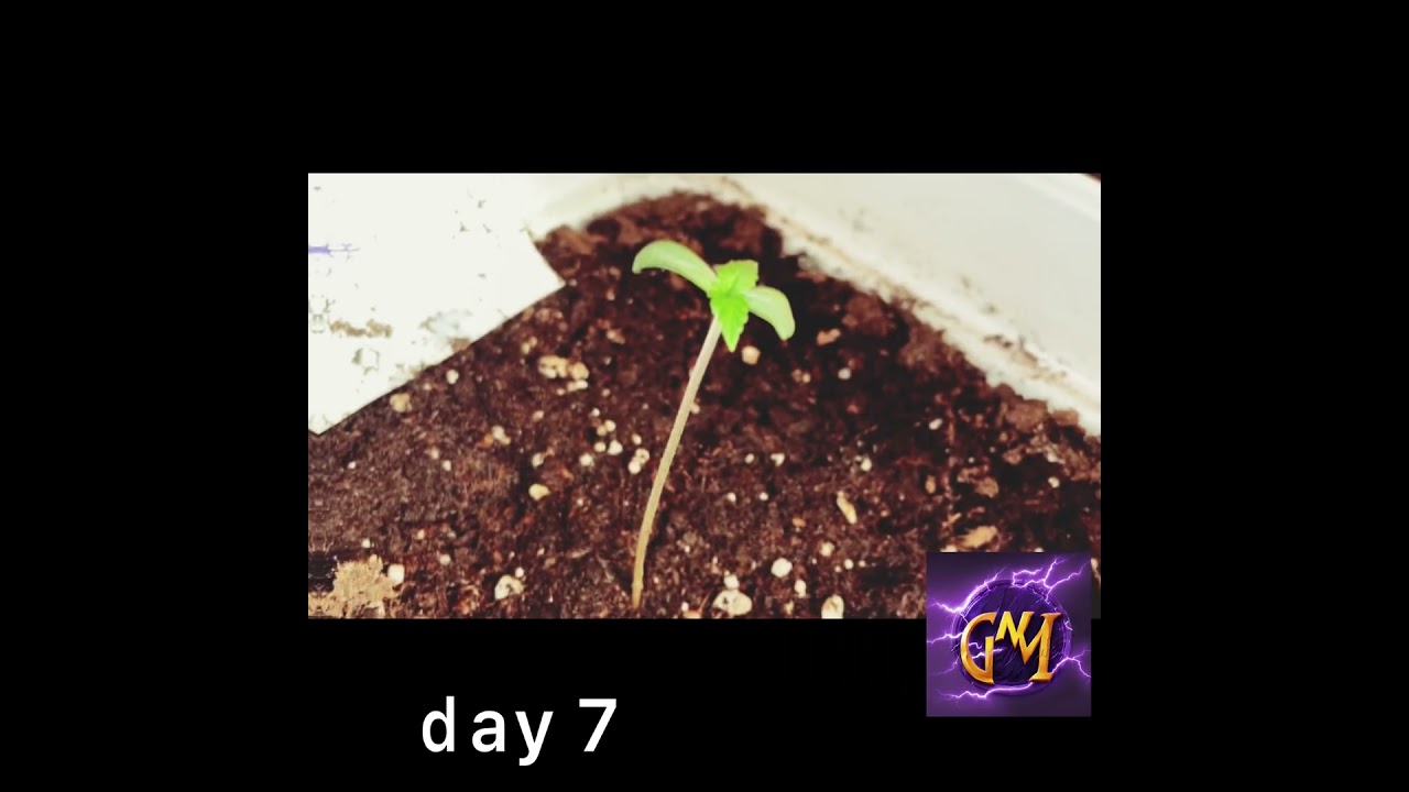 Queenroayalseed HulkBerry 🌱 🦍3-11 day in 29 sec